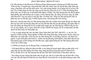 Chỉ thị 14/2010/CT-UBND ngăn chặn sự phát triển tổ chức diệt trừ cây Mai dương