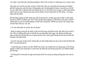 Chỉ thị 18/CT-UBND tập trung chỉ đạo phòng trừ sâu cuốn lá nhỏ hại lúa